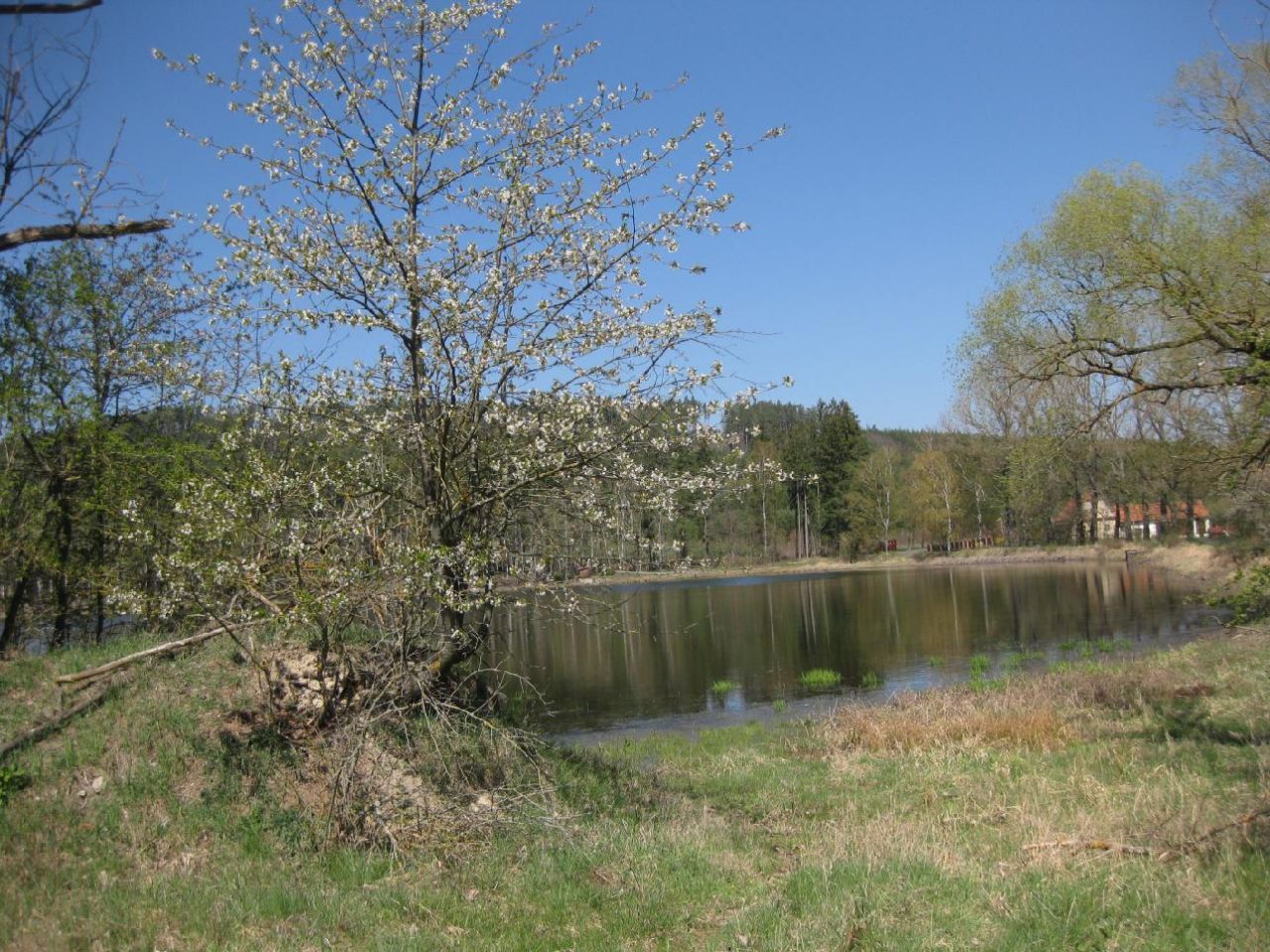 Středomířkovský rybník